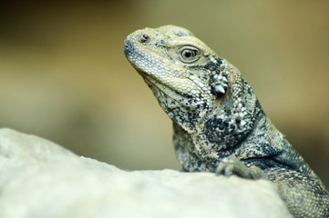 closeup of lizard