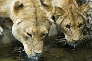 two drinking lionesses -2