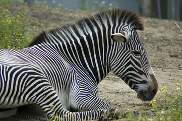 Fototapeta na wymiar relaxing zebra
