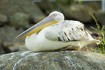 sleeping pelican