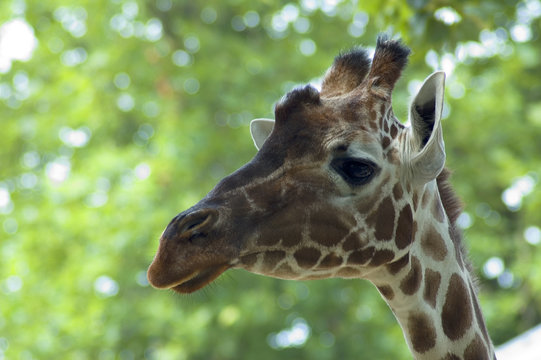 curious giraffe