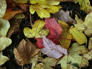 autumn leaves