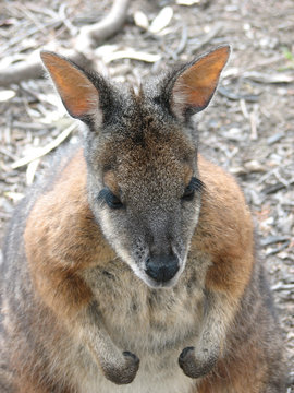 red necked wallaby