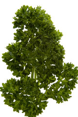 curled parsley
