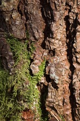 pine tree peel