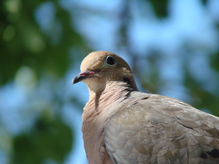 dove's head