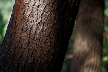 pine tree trunk
