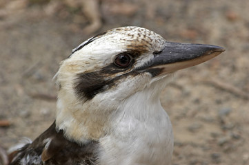 kookaburra