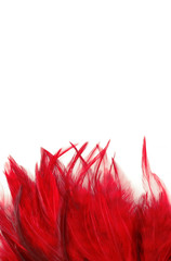 feather borders