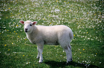 lamb