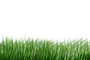 Obraz premium grass