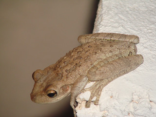 cuban  tree frog