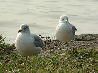 seagull - standing on the shore