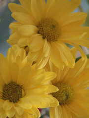 yellow daisies
