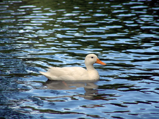 white duck iin public gardens