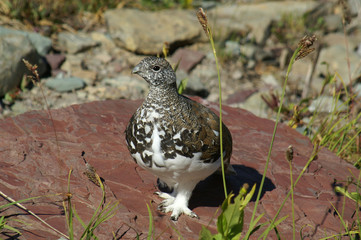 white-tailed ptarmigan 96