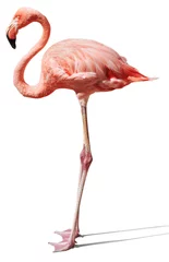 Tuinposter Flamingo flamingo op wit