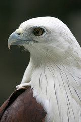 white bellied sea eagle profile portrait