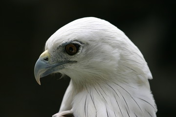 eagle profile