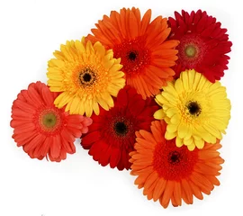 Papier Peint Lavable Gerbera gerber daisies