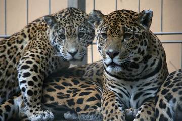 Obraz na płótnie Canvas jaguar