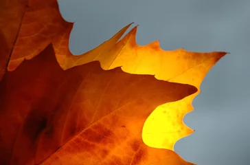 Foto auf Acrylglas orange rot hinterleuchtete Kastanien-Herbstblätter gegen dunklen Himmel © Remco