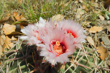 blooming barrel cactus
