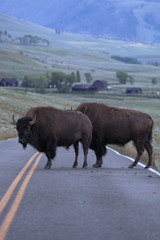 buffalo in the road