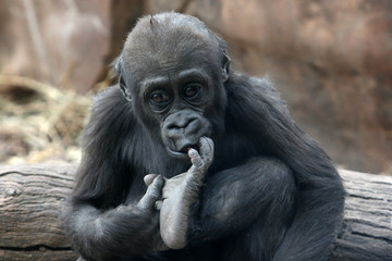 Naklejka premium baby gorilla