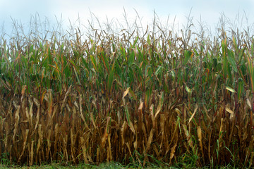 Obraz premium corn field