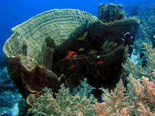 coral barril