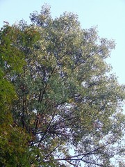 tree top