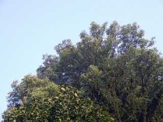 Fototapeta premium tree branches