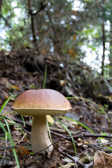 cep (boletus edulis) 2