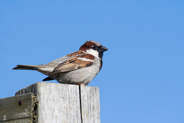 spatz