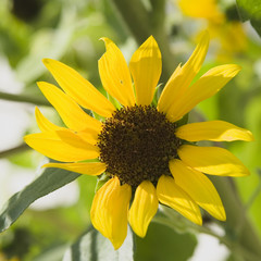summer sunflower