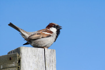 spatz