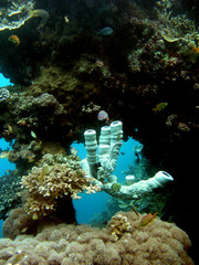 corales tubo