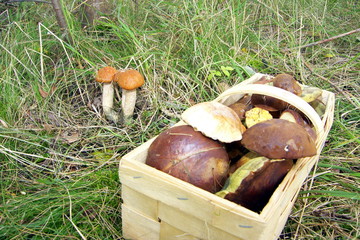 pilzpirsch
