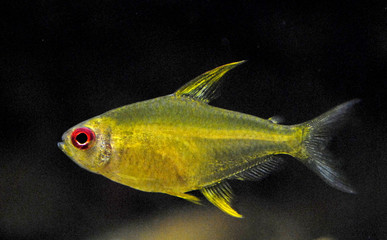 t&eacute;tra  citron