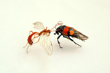 fight of insects