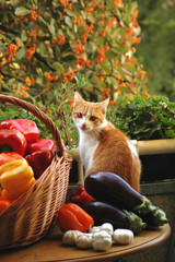 cat and vegetables