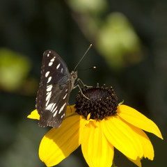 papillon noir, fleur jaune