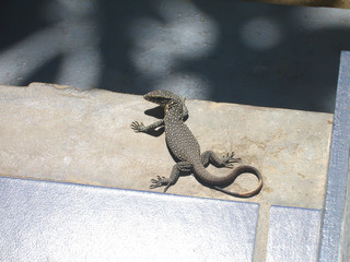 lizard