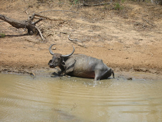 buffalo alone