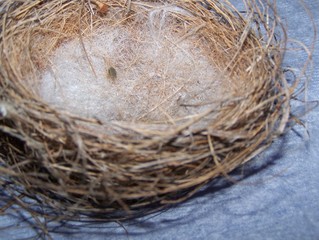 empty nest
