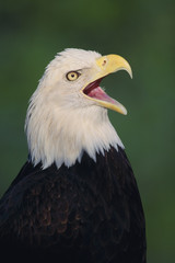 bald eagle