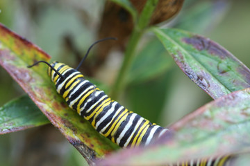 climbing caterpillar