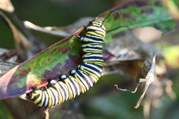 monarch caterpillar