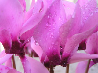 cyclamen macro with raindrops